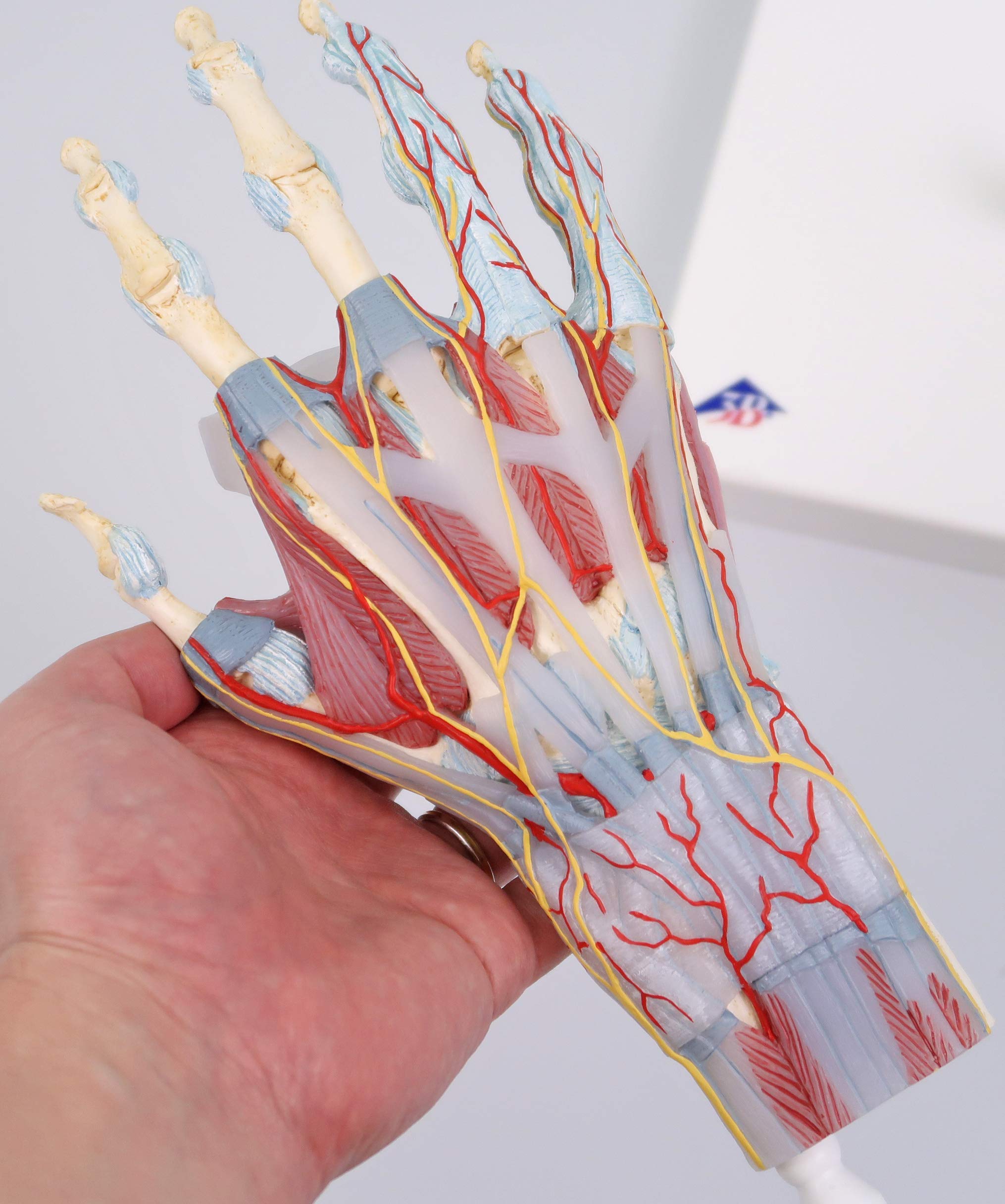 3b-scientific-m33-1-hand-skelett-modell-mit-b-ndern-und-muskeln-3b-smart-anatomy image 6