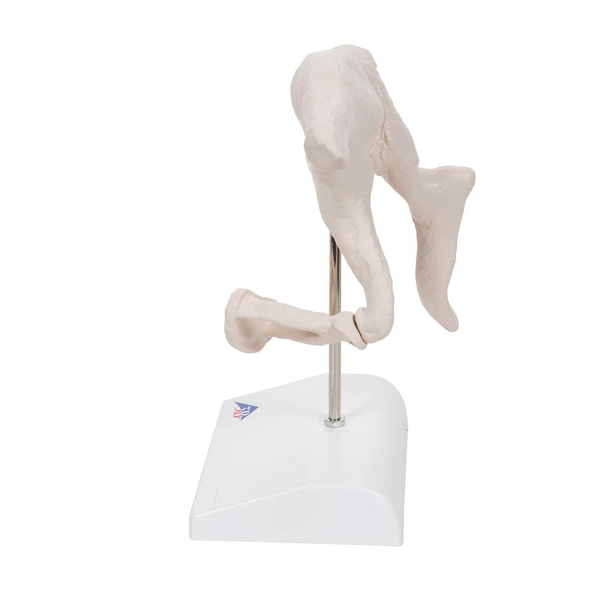 3b-scientific-3b-smart-anatomy-a101-geh-rkn-chelchen-modell-20-fach-vergr-ert image 5