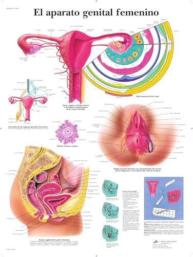 3b-scientific-lehrtafel-weibliches-geschlechtsorgan-anatomie-poster-50-x-67-cm image 4