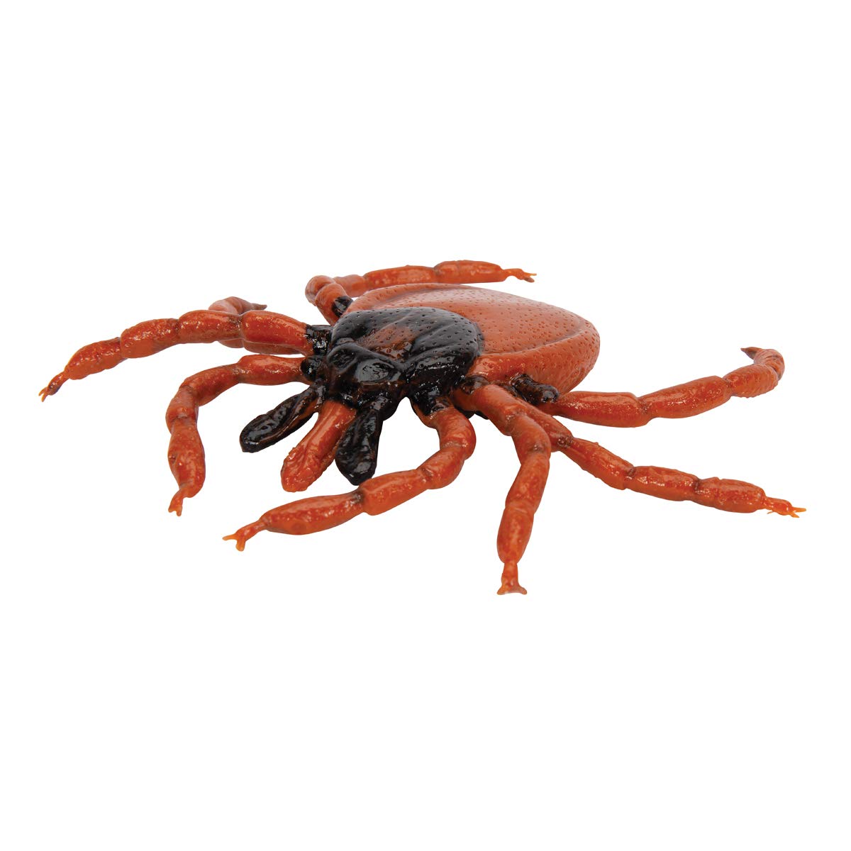 3b-scientific-gemeiner-holzbock-ixodes-ricinus-modell-biologie image 3