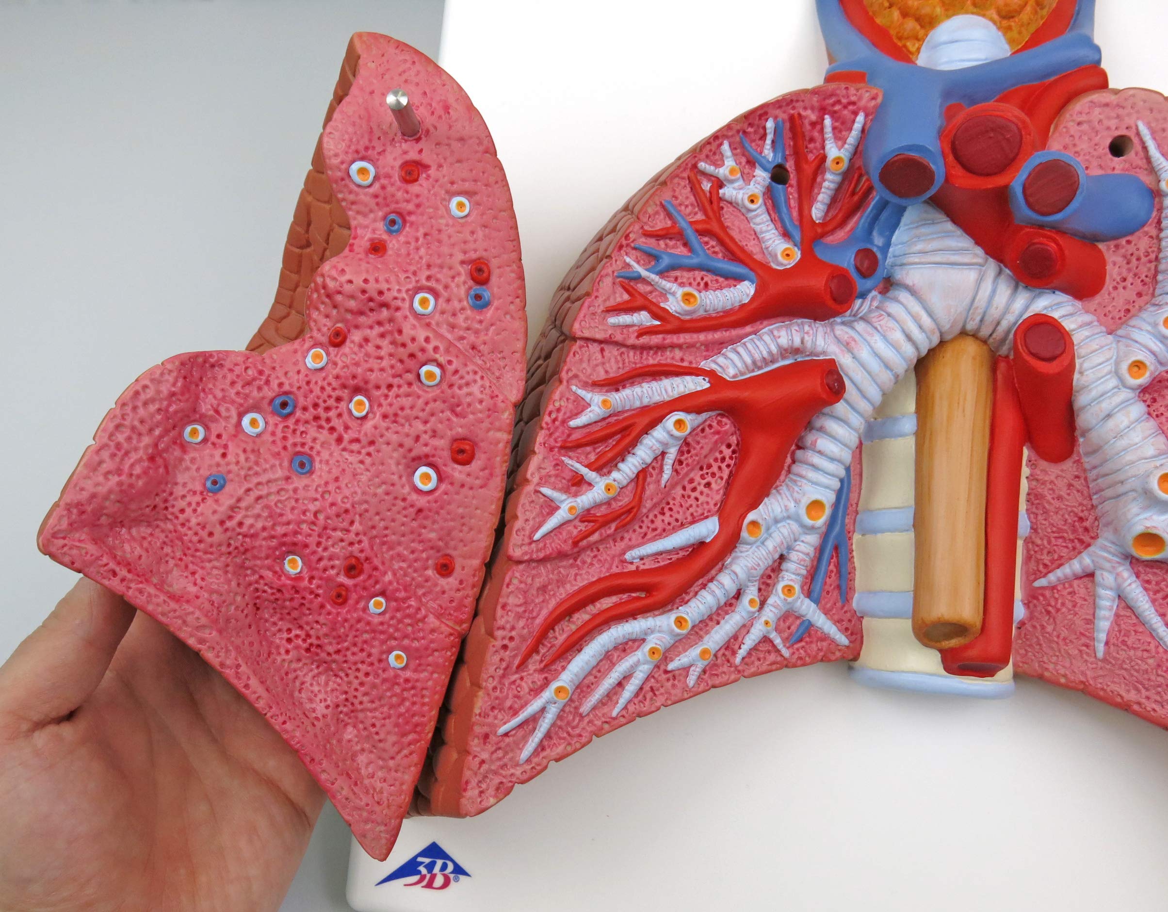 3b-scientific-lungenmodell-mit-kehlkopf-5-teiliges-humananatomie-modell-mit-abne image 2