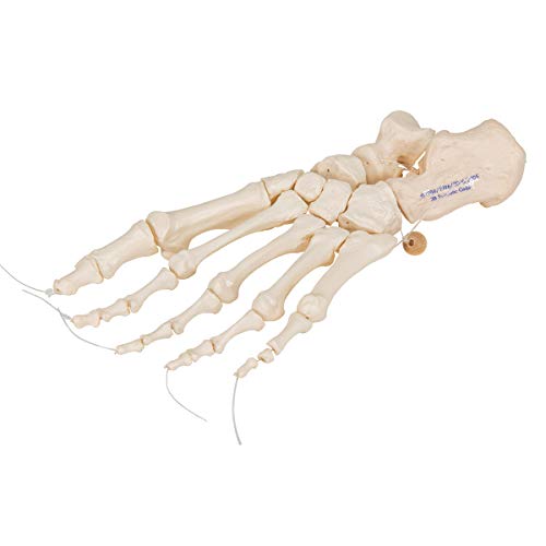 3b-scientific-fu-skelett-modell-lose-fu-knochen-auf-nylonschnur-aus-pvc image 8