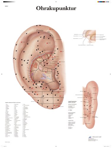 3b-scientific-ohrakupunktur-lehrtafel-aurikulotherapie-50x67-cm image 3