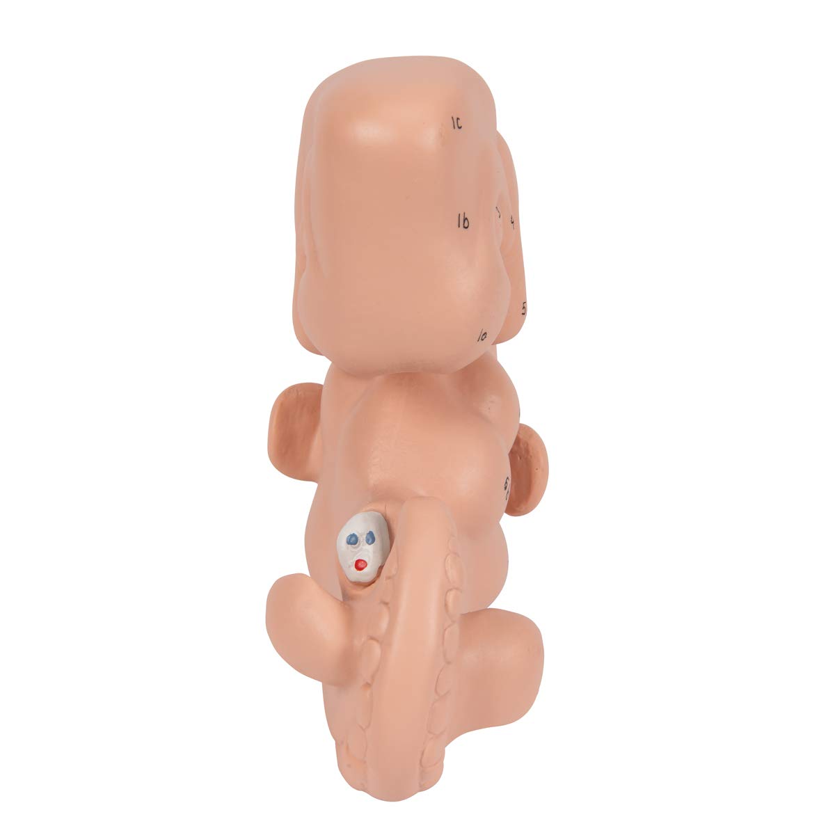 3b-scientific-embryo-modell-25-fache-gr-e-4-wochen-mit-smart-anatomy-app image 8