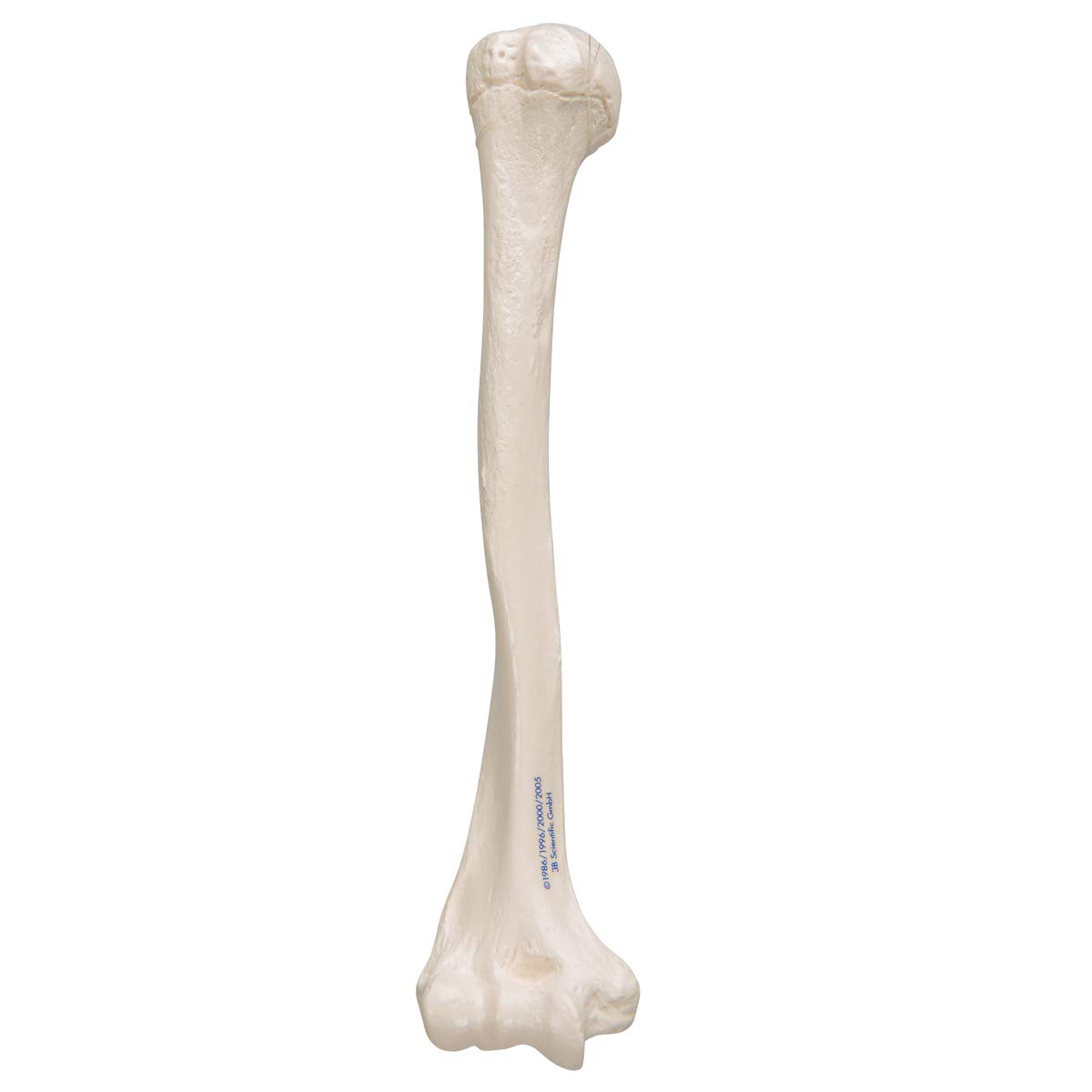 3b-scientific-humerus-modell-a45-1-oberarmknochen-in-naturgr-e-mit-smart-anatomy image 3