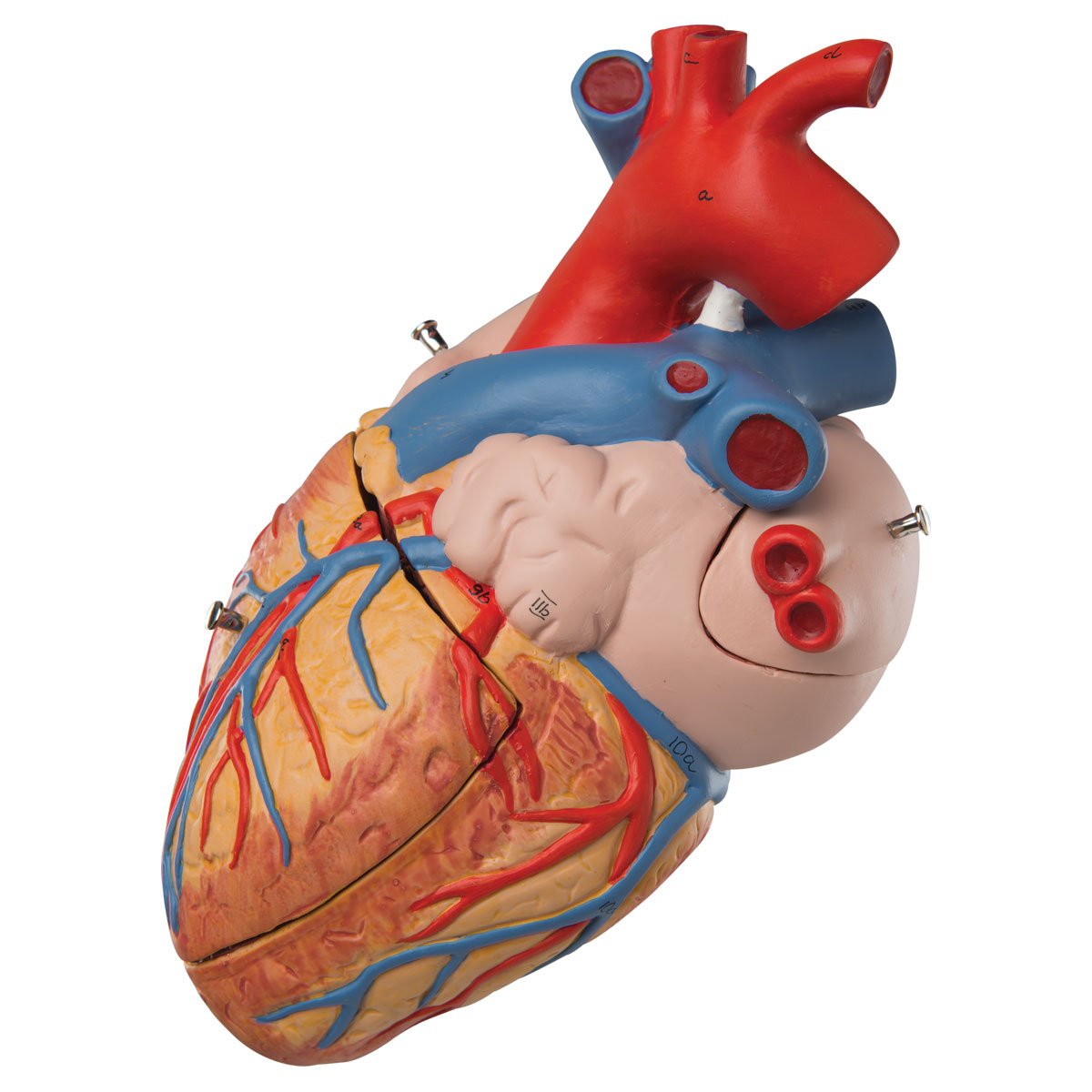 3b-scientific-herzmodell-2-fache-lebensgr-e-4-teilig-mit-smart-anatomy-app image 2