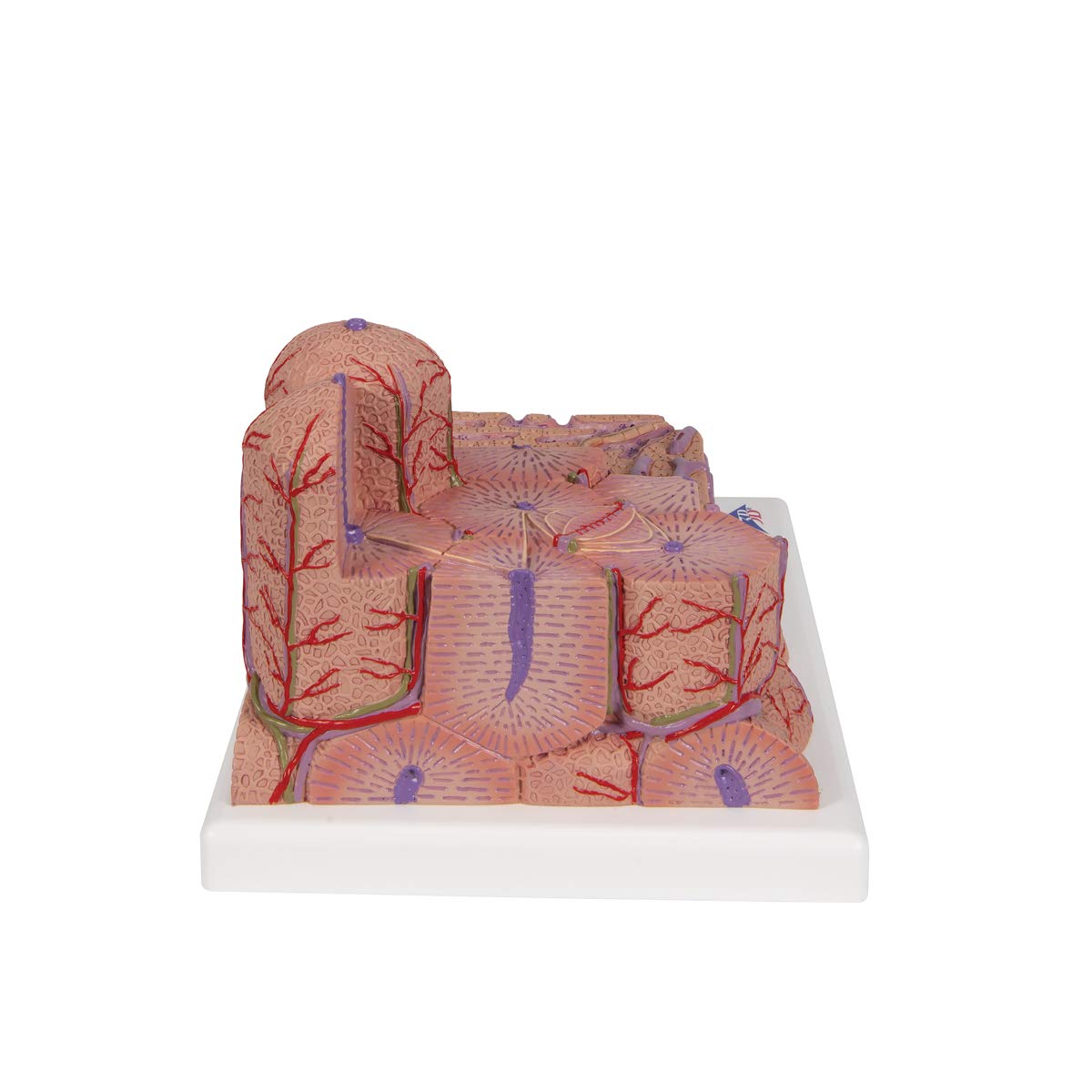 3b-scientific-microanatomy-leber-modell-60-fach-und-200-fach image 3