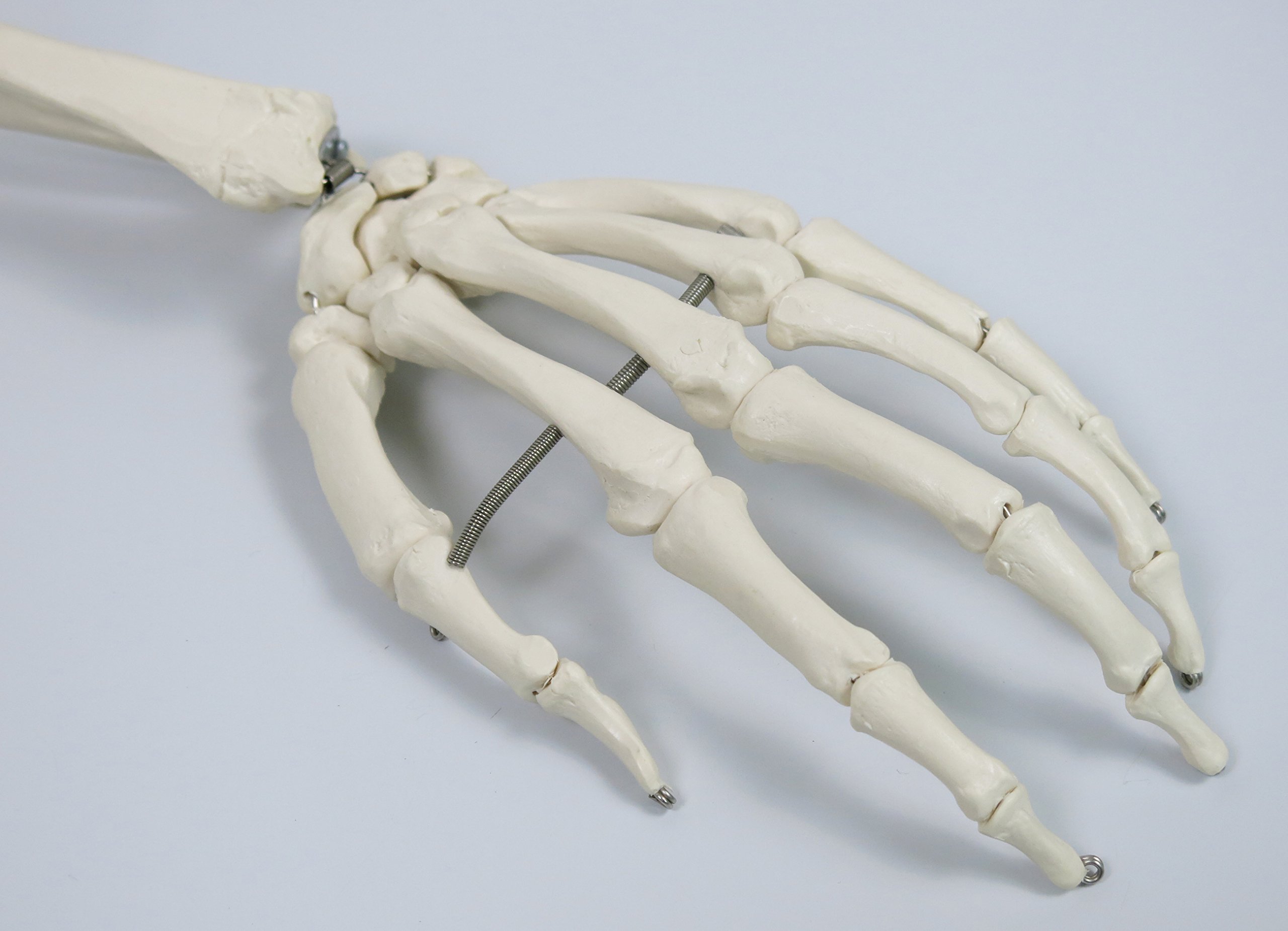3b-scientific-skelettmodell-stan-a10-1-auf-h-ngest-nder-3b-smart-anatomy image 7