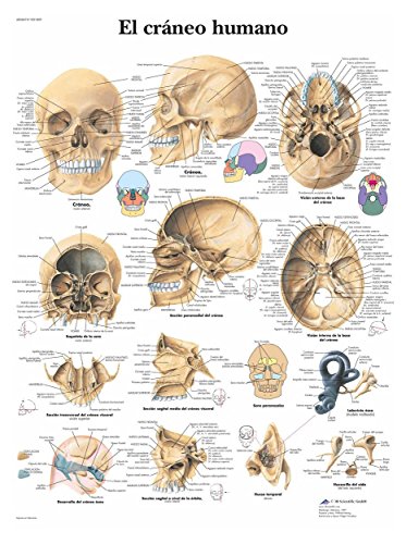 3b-scientific-vr3131l-anatomisches-poster-menschlicher-sch-del-laminiert-50x67-c image 3