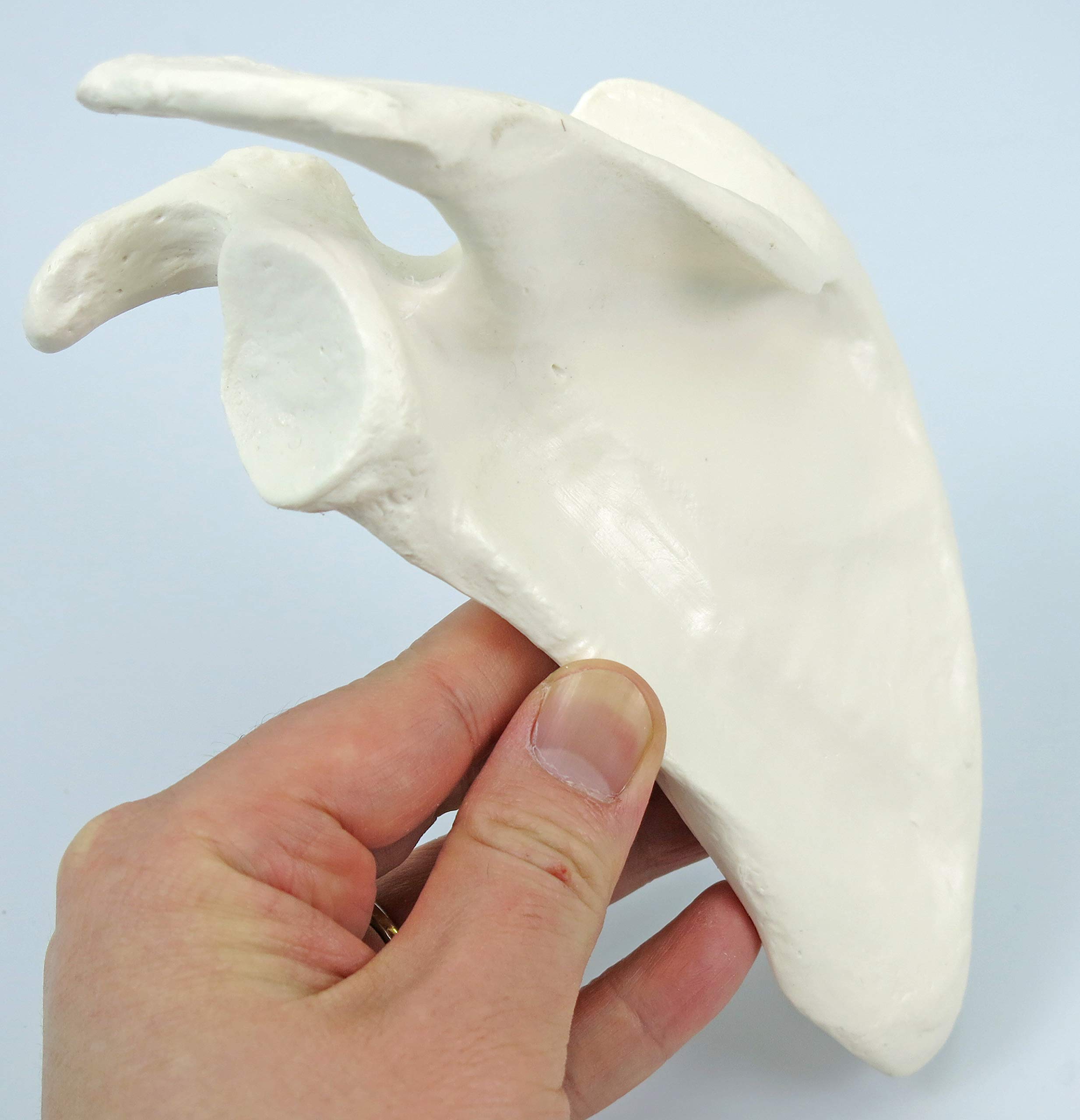 3b-scientific-a04-halbes-skelett-unmontiert-3b-smart-anatomy-app-3-teiliger-sch- image 5