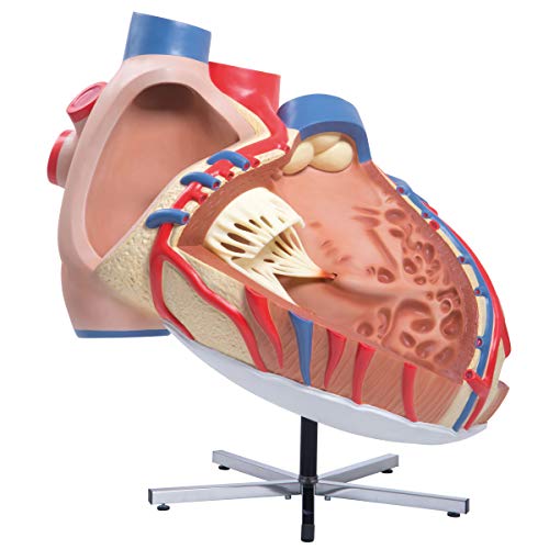 3b-scientific-riesen-herzmodell-8-fach-vergr-ert-zerlegbar-pvc-smart-anatomy-app image 8