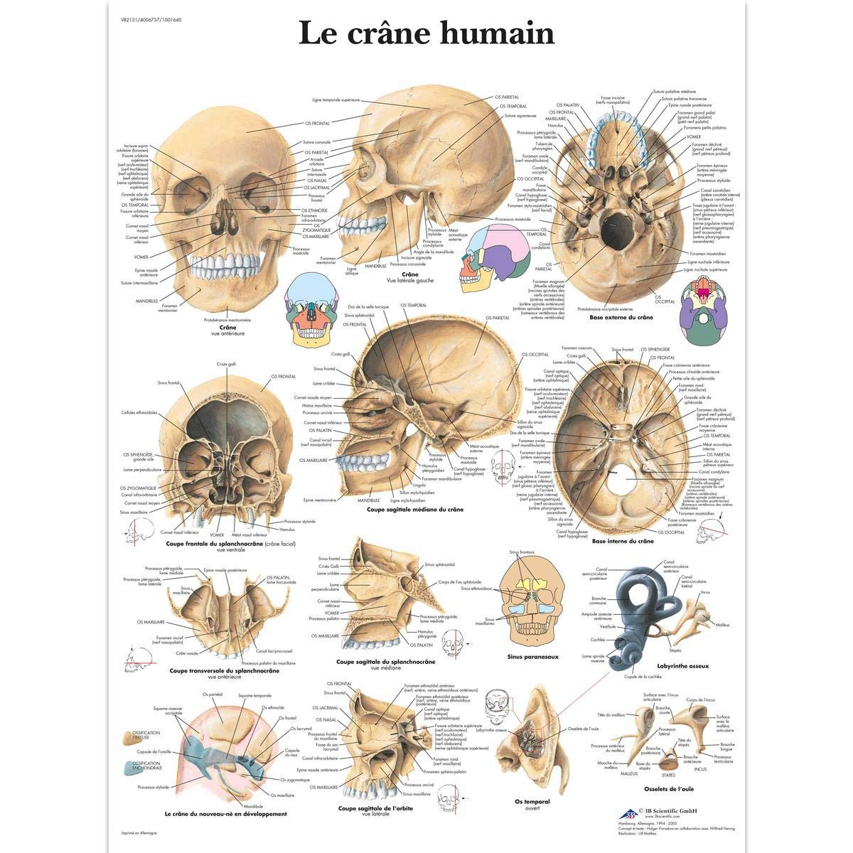 3b-scientific-laminierte-tafel-sportverletzungen-anatomieposter-50-x-67-cm-uv-st image 6