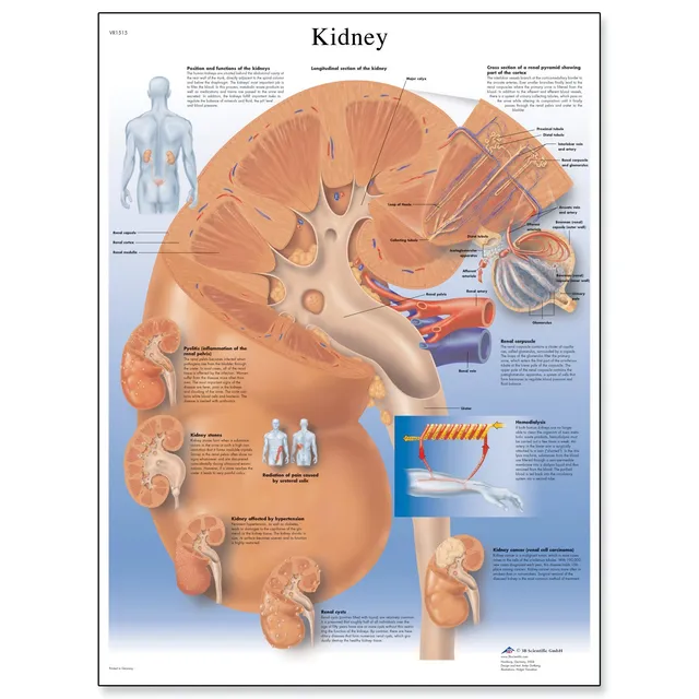 3b-scientific-nierendiagramm-menschliche-anatomie-papierversion-englische-versio image 1