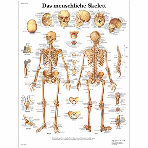 3b-scientific-lehrtafel-menschliches-skelett-vr0113uu-poster-50-x-67-cm image 2