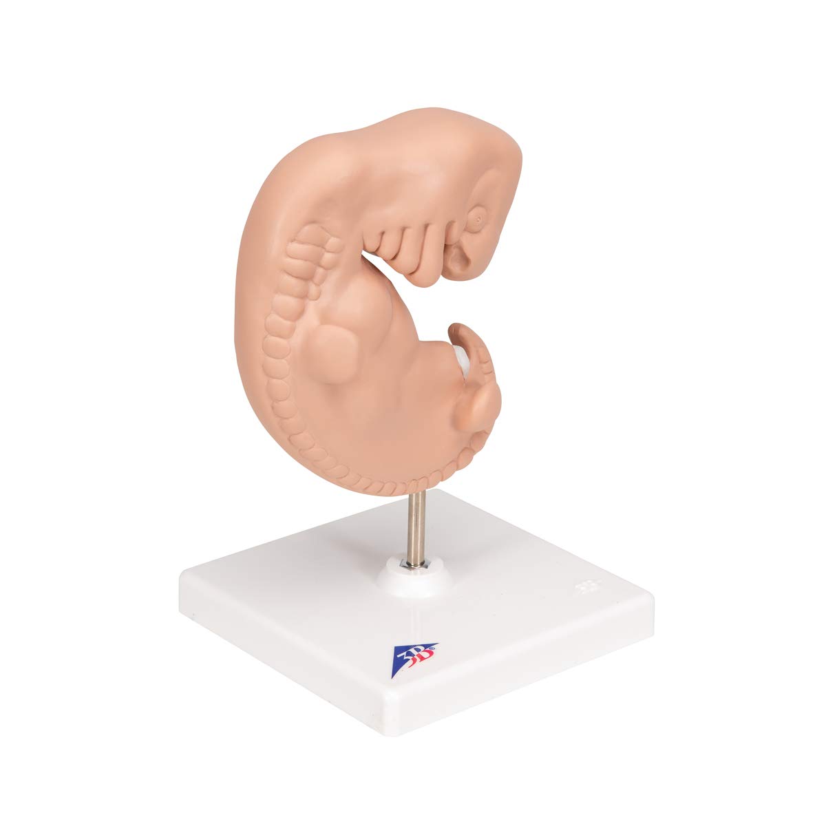 3b-scientific-embryo-modell-25-fache-gr-e-4-wochen-mit-smart-anatomy-app image 2