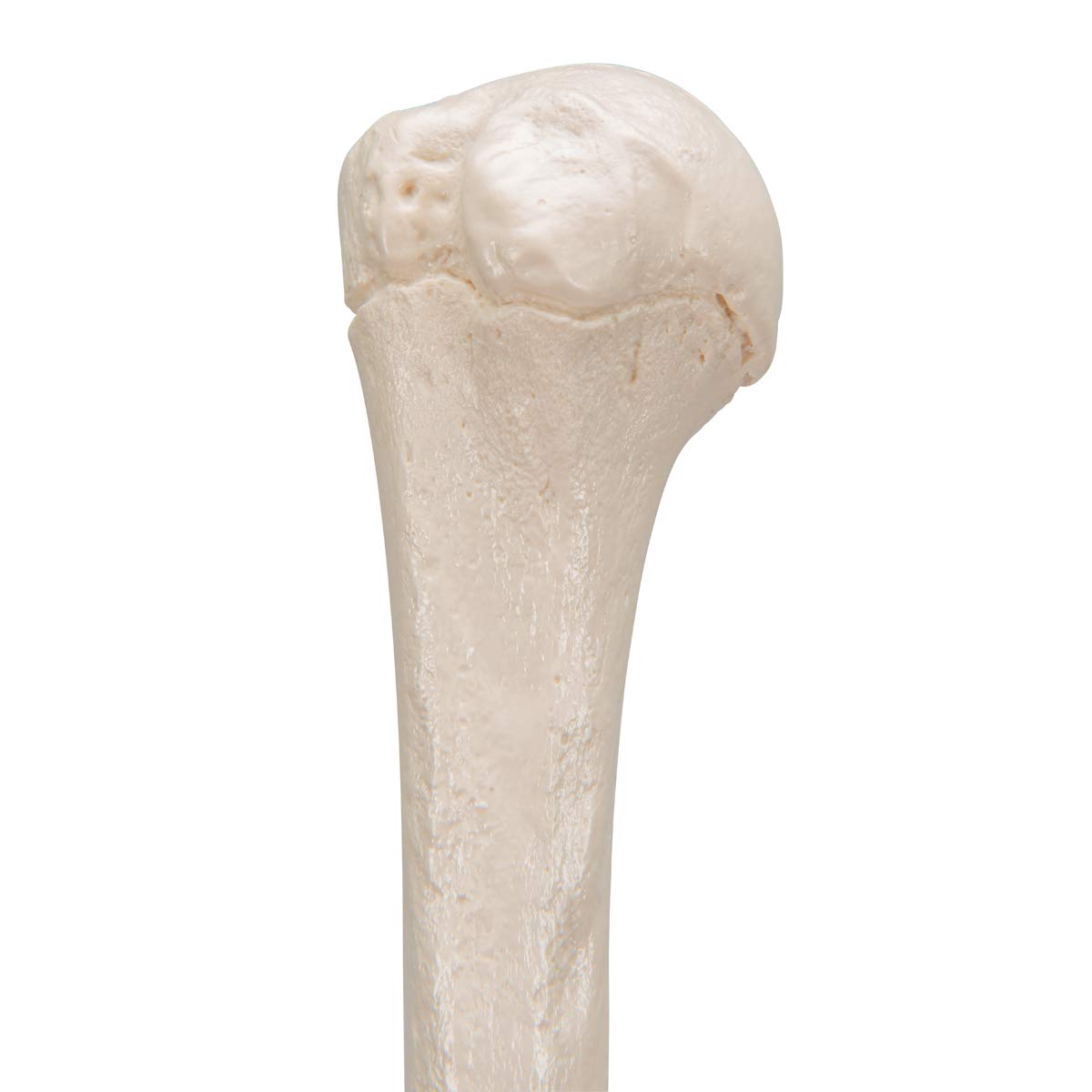 3b-scientific-humerus-modell-a45-1-oberarmknochen-in-naturgr-e-mit-smart-anatomy image 6