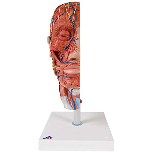 3b-scientific-halber-kopf-mit-muskulatur-lebensgro-es-sagittal-modell image 5