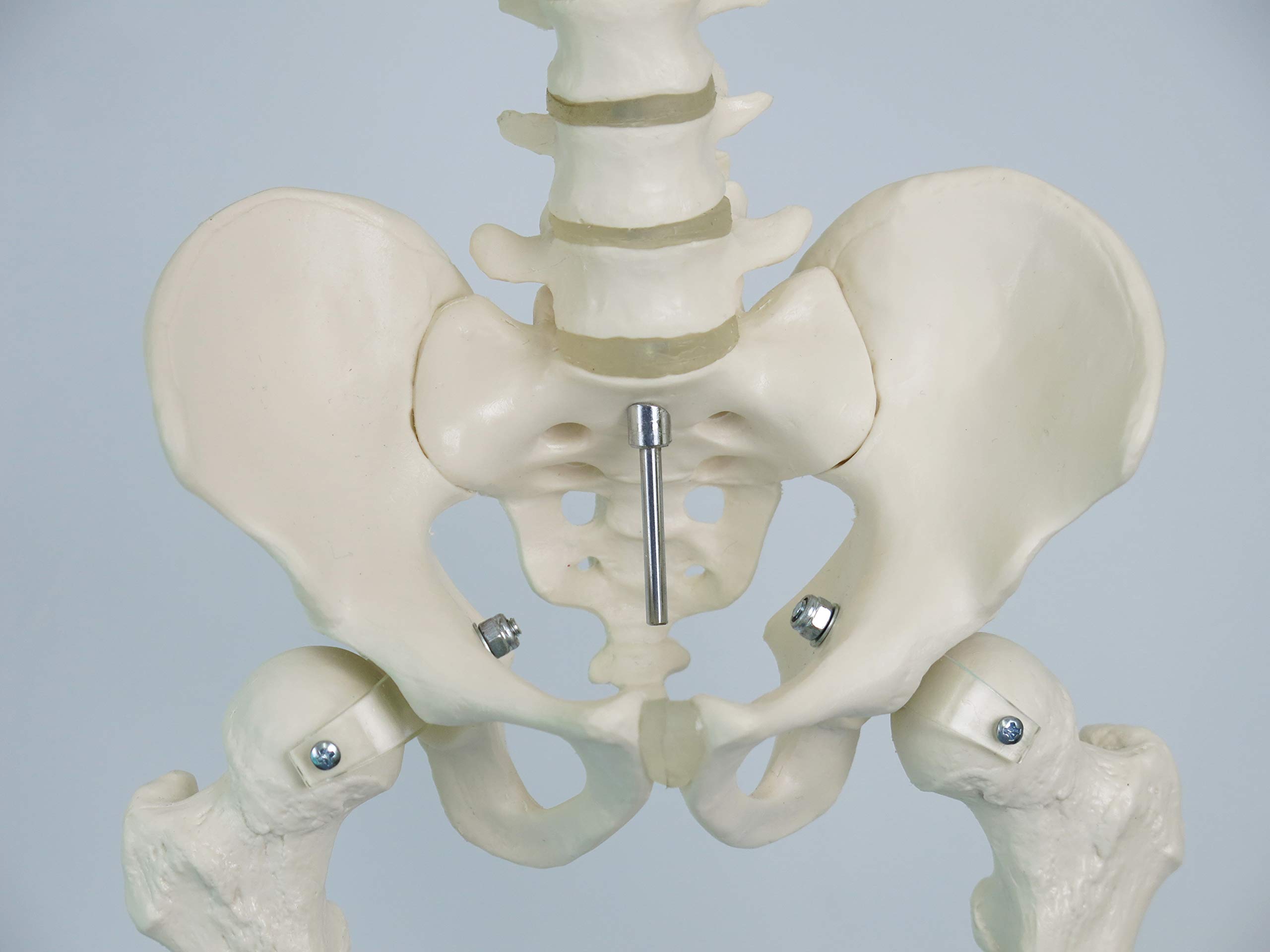 3b-scientific-shorty-a18-mini-menschenskelett-mit-becken-auf-sockel-3b-smart-ana image 7