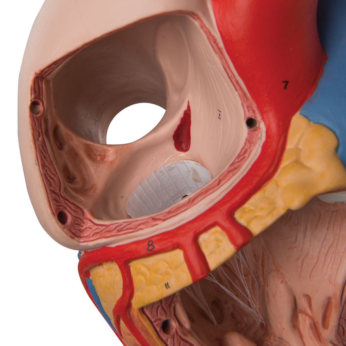 3b-scientific-herzmodell-2-fache-lebensgr-e-4-teilig-mit-smart-anatomy-app image 5