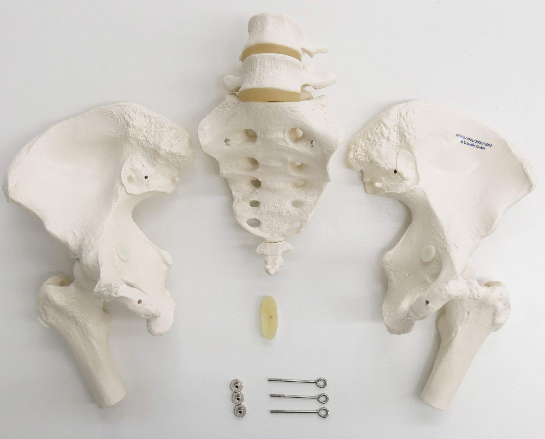 3b-scientific-weibliches-beckenskelett-lebensgro-mit-smart-anatomy-app image 8