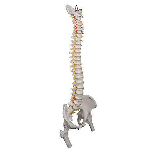 3b-scientific-flexible-wirbels-ule-f-r-starke-beanspruchung-mit-oberschenkelst-m image 5