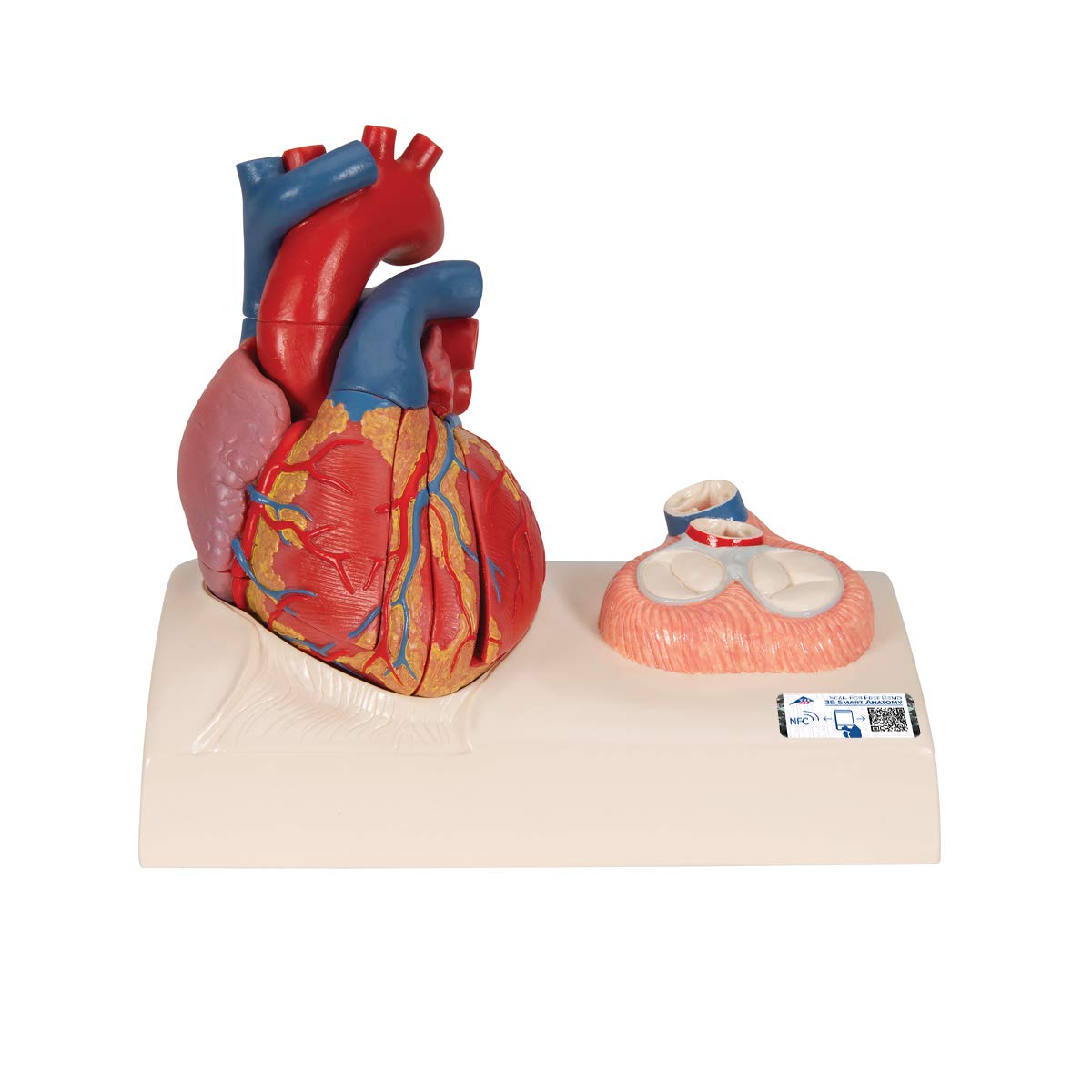 3b-scientific-herzmodell-classic-heart-model-series-lebensgro-5-teilig-mit-systo image 1