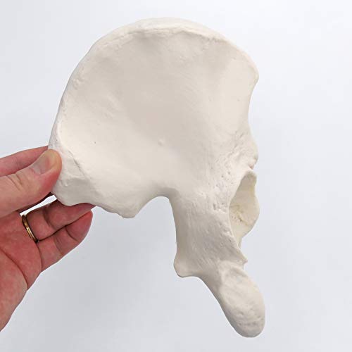 3b-scientific-h-ftbein-knochenmodell-in-originalgr-e-smart-anatomy-app image 8