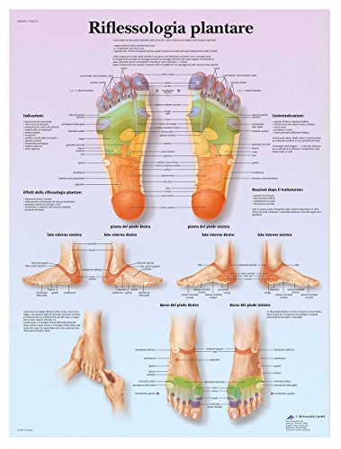 3b-scientific-plantare-reflexzonen-tafel-laminiertes-fu-reflexzonen-poster-f-r-s image 4