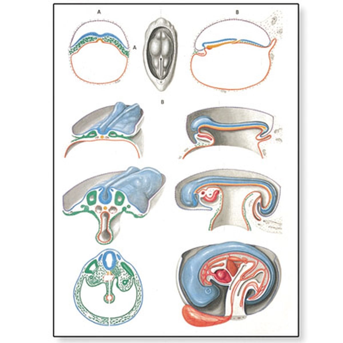 3b-scientific-lehrtafel-embryologie-ii-anatomie-poster-84x200-cm-mit-holzbest-bu image 1