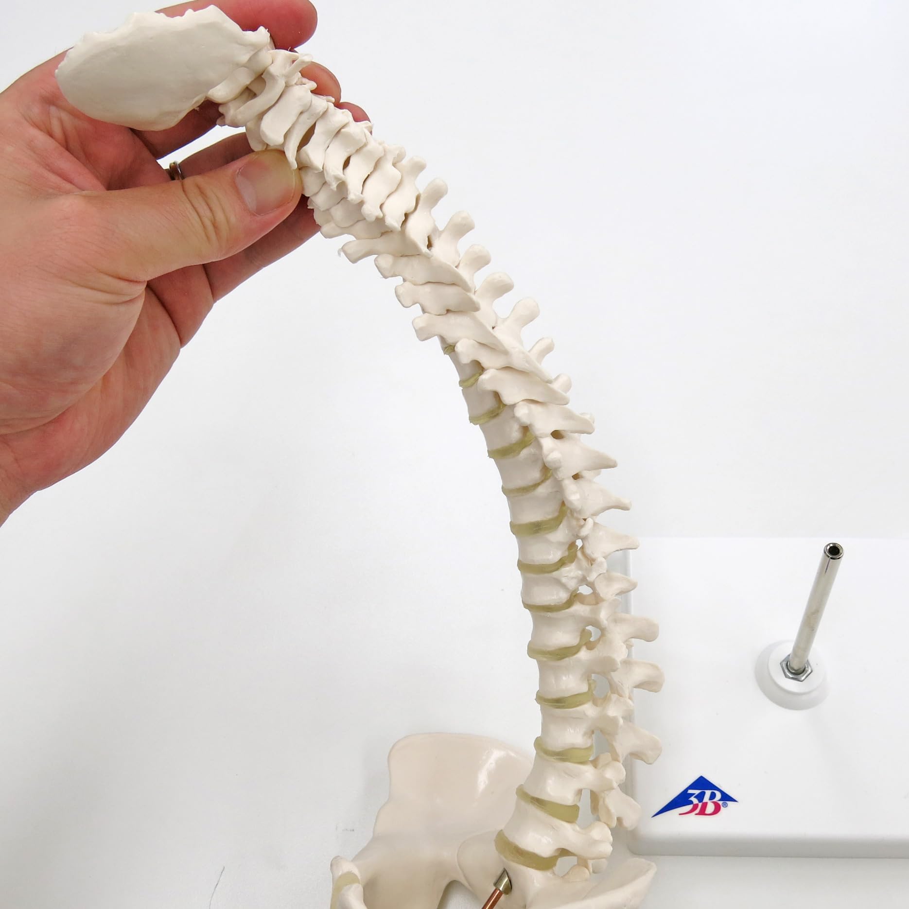 3b-scientific-mini-wirbels-ulenmodell-mit-becken-auf-stativ-flexibel-pvc image 4