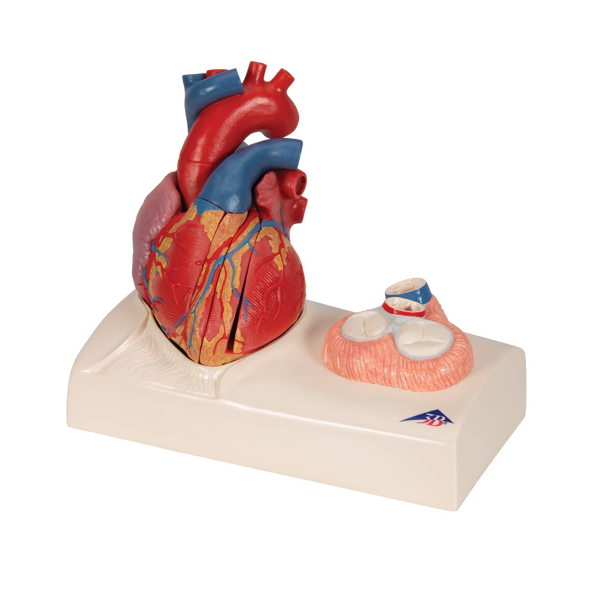 3b-scientific-herzmodell-classic-heart-model-series-lebensgro-5-teilig-mit-systo image 6