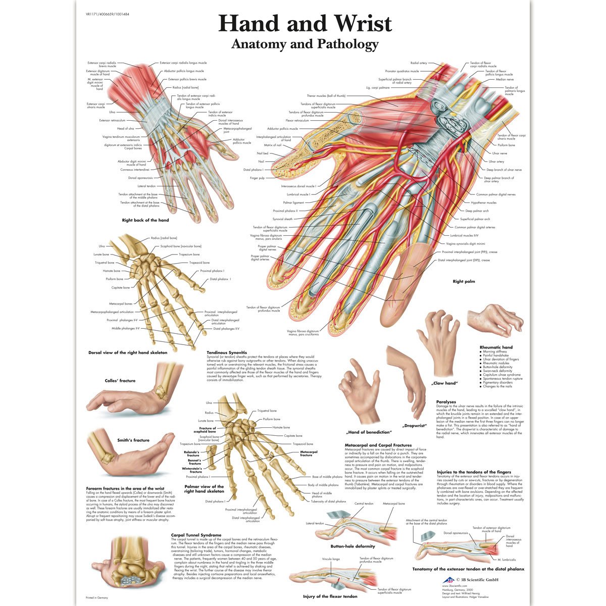 3b-scientific-vr1171uu-hand-und-handgelenk-anatomie-poster-papier-50-8x63-5-cm image 2