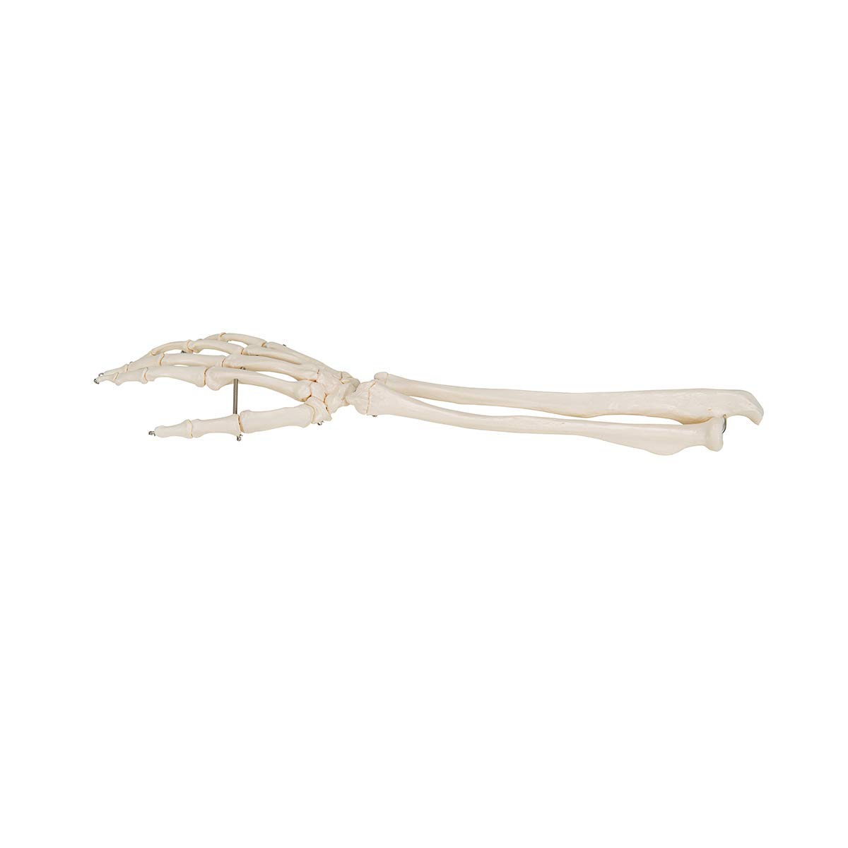 3b-scientific-handskelett-mit-unterarm-lebensgro-auf-draht-smart-anatomy-app image 5