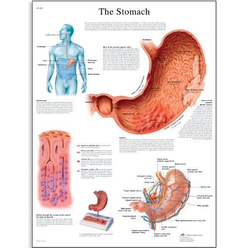 3b-scientific-magendiagramm-human-anatomy-laminierte-englische-version-50-x-67-c image 3