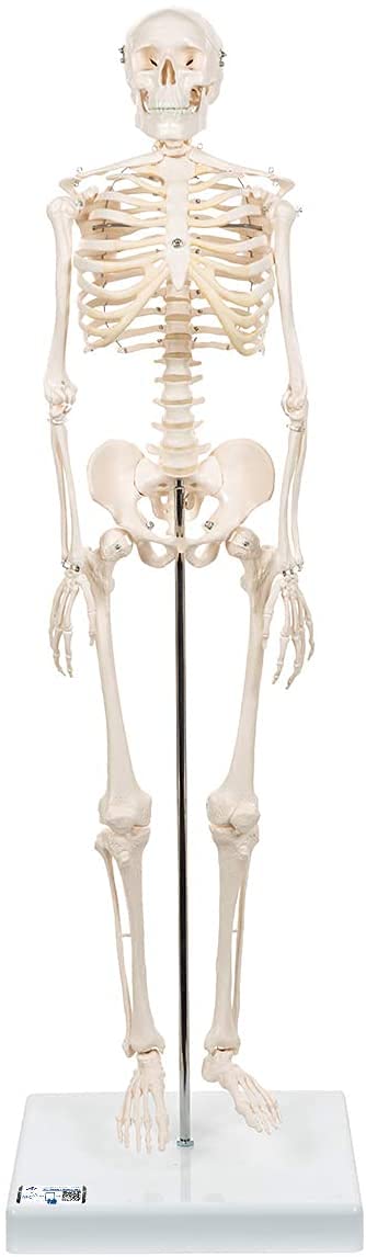 3b-scientific-shorty-a18-mini-menschenskelett-mit-becken-auf-sockel-3b-smart-ana image 1