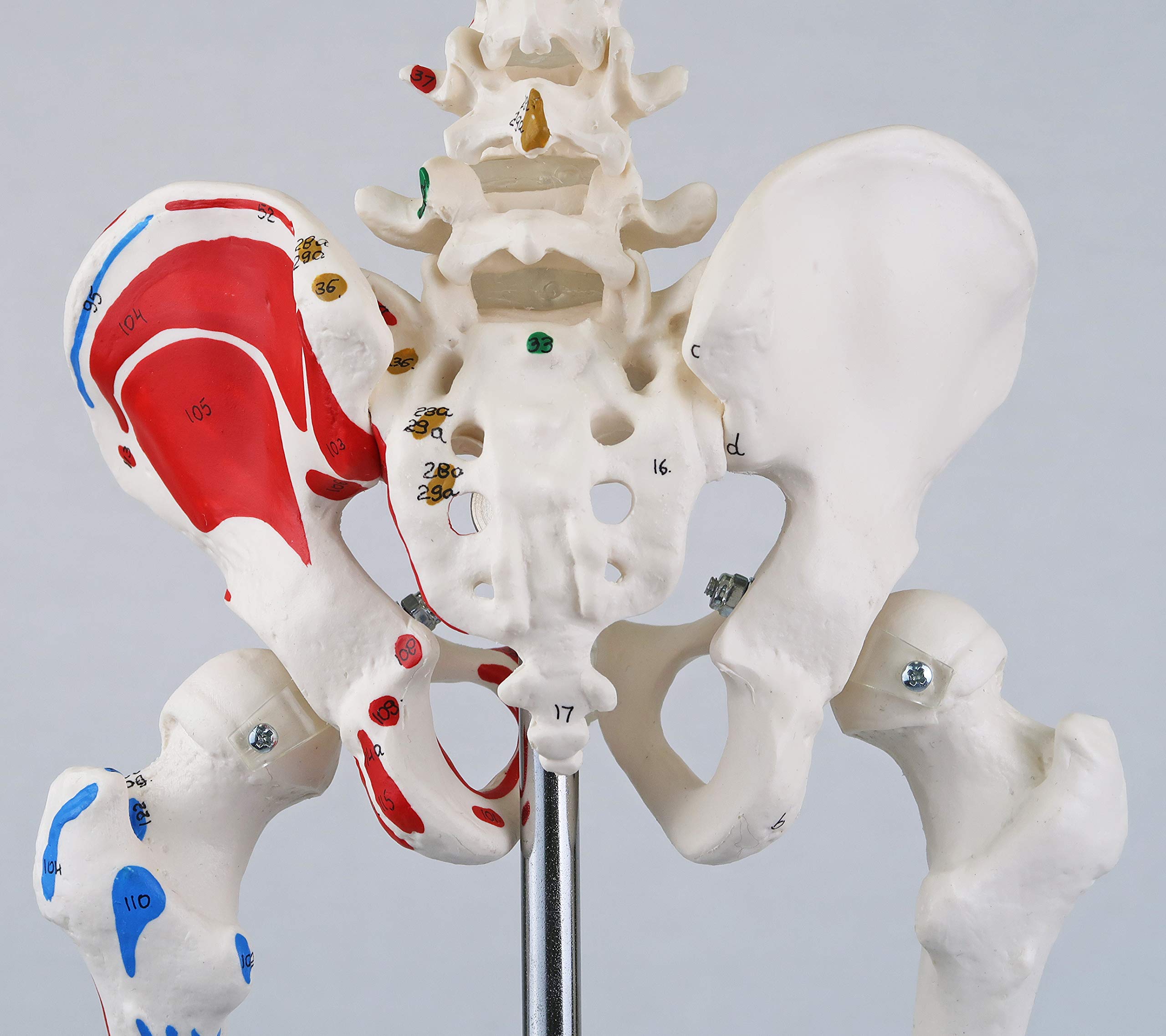3b-scientific-mini-skelett-shorty-85-cm-mit-muskelbemalung-und-3-teiligem-sch-de image 7