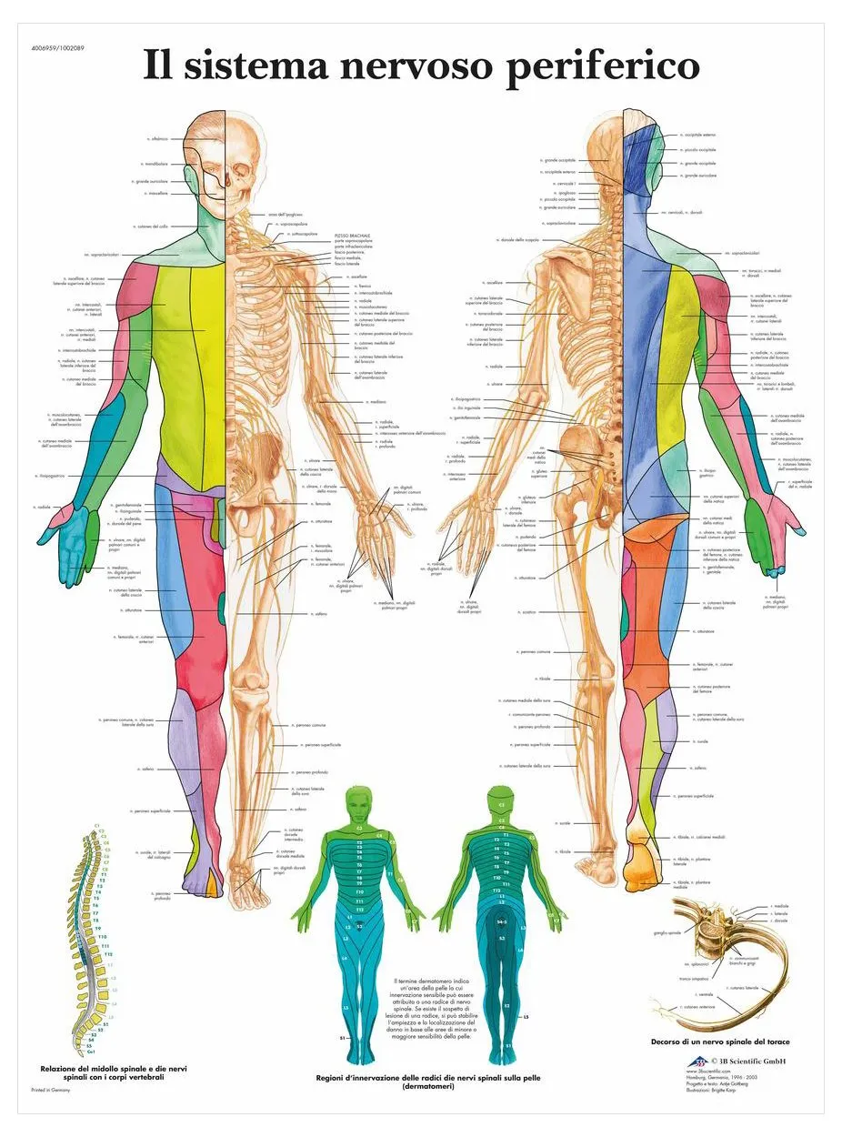 3b-scientific-peripheres-nervensystem-laminierte-anatomietafel image 1