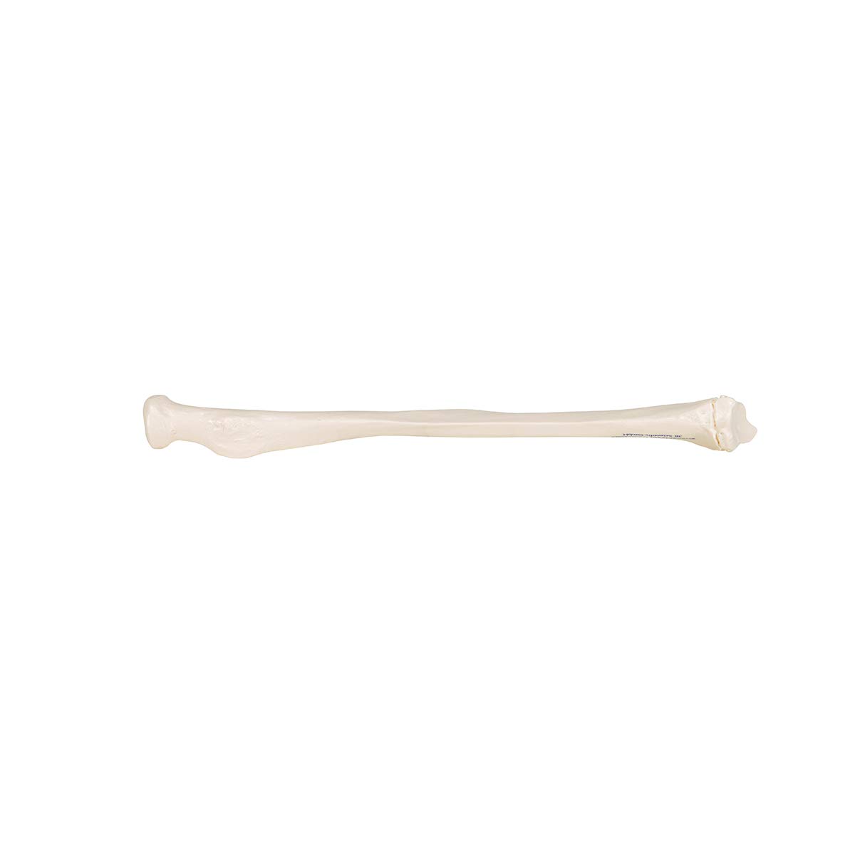 3b-scientific-speiche-radius-unterarmknochen-anatomiemodell-smart-anatomy-app image 4