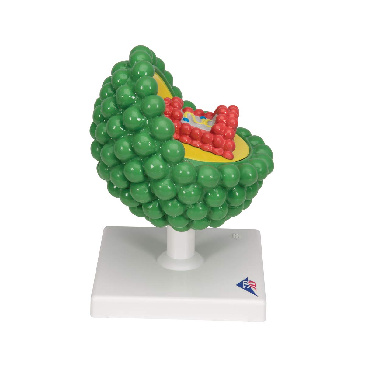 3b-scientific-hiv-modell-l40-microanatomy-virusmodell-mit-sockel-smart-anatomy-a image 7