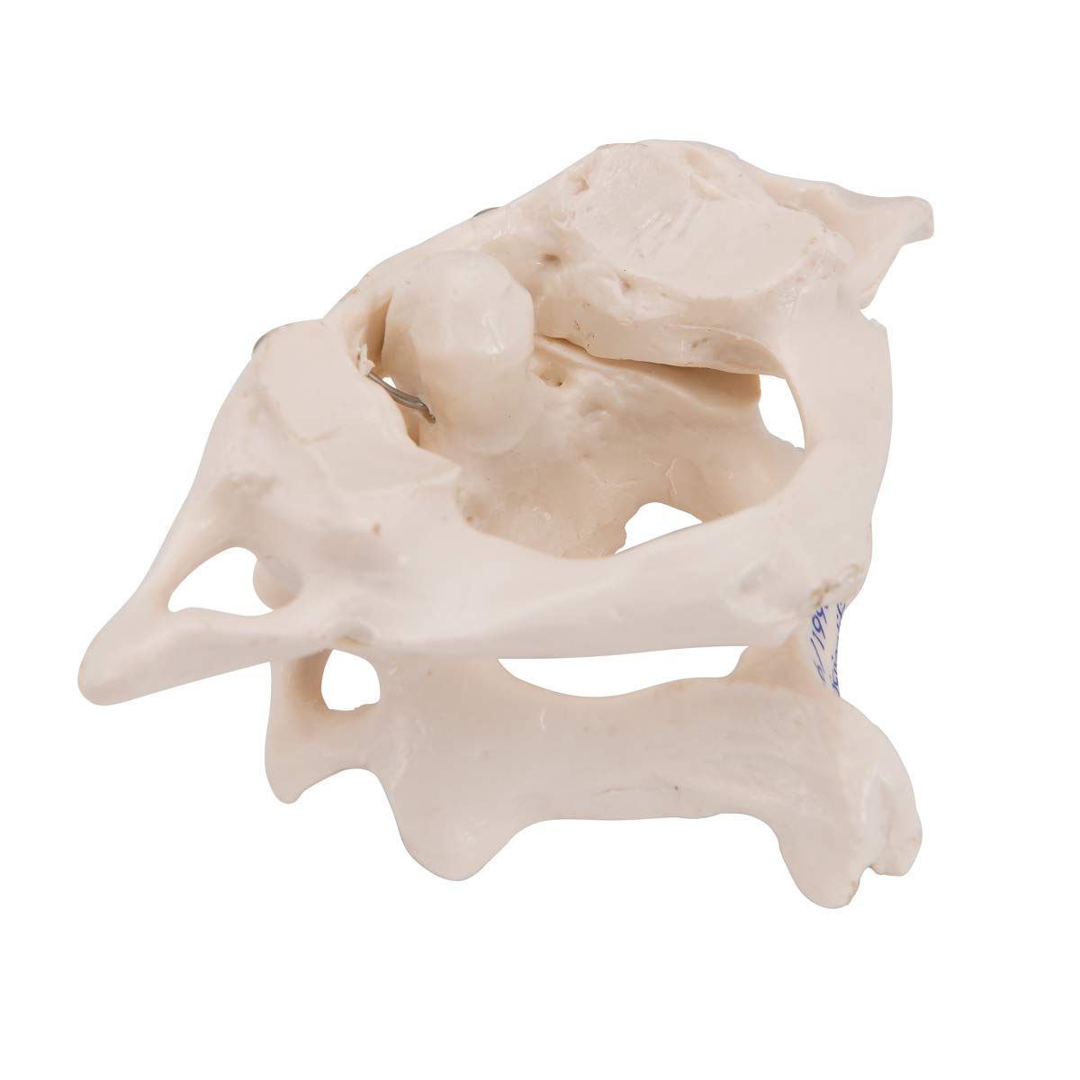 3b-scientific-atlas-und-axis-a71-montiert-halswirbel-modell-mit-smart-anatomy-ap image 6