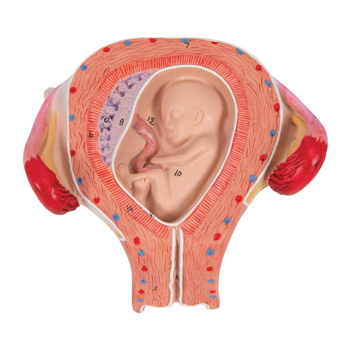 3b-scientific-fetus-modell-3-monat-schwangerschaftsmodell-in-geb-rmutter-nat-rli image 7