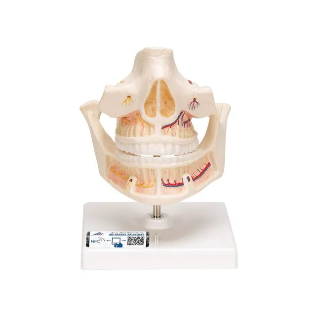 3b-scientific-erwachsenengebiss-modell-vollst-ndige-z-hne-pvc-smart-anatomy-app image 1