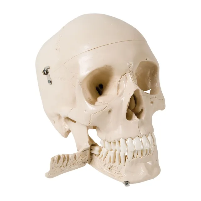 3b-scientific-sch-delmodell-4-teilig-mit-32-herausnehmbaren-z-hnen-zahnanatomie- image 1