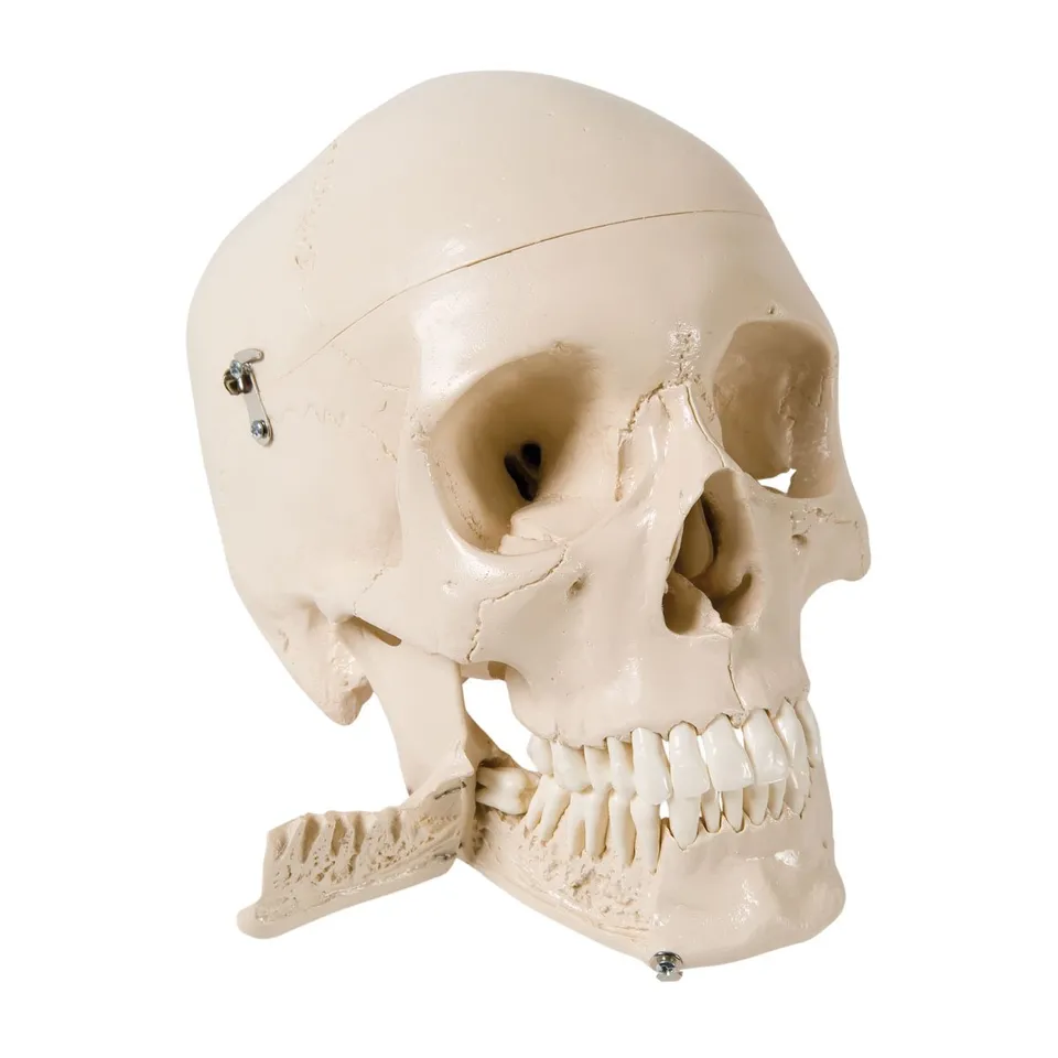 3b-scientific-sch-delmodell-4-teilig-mit-32-herausnehmbaren-z-hnen-zahnanatomie- image 1