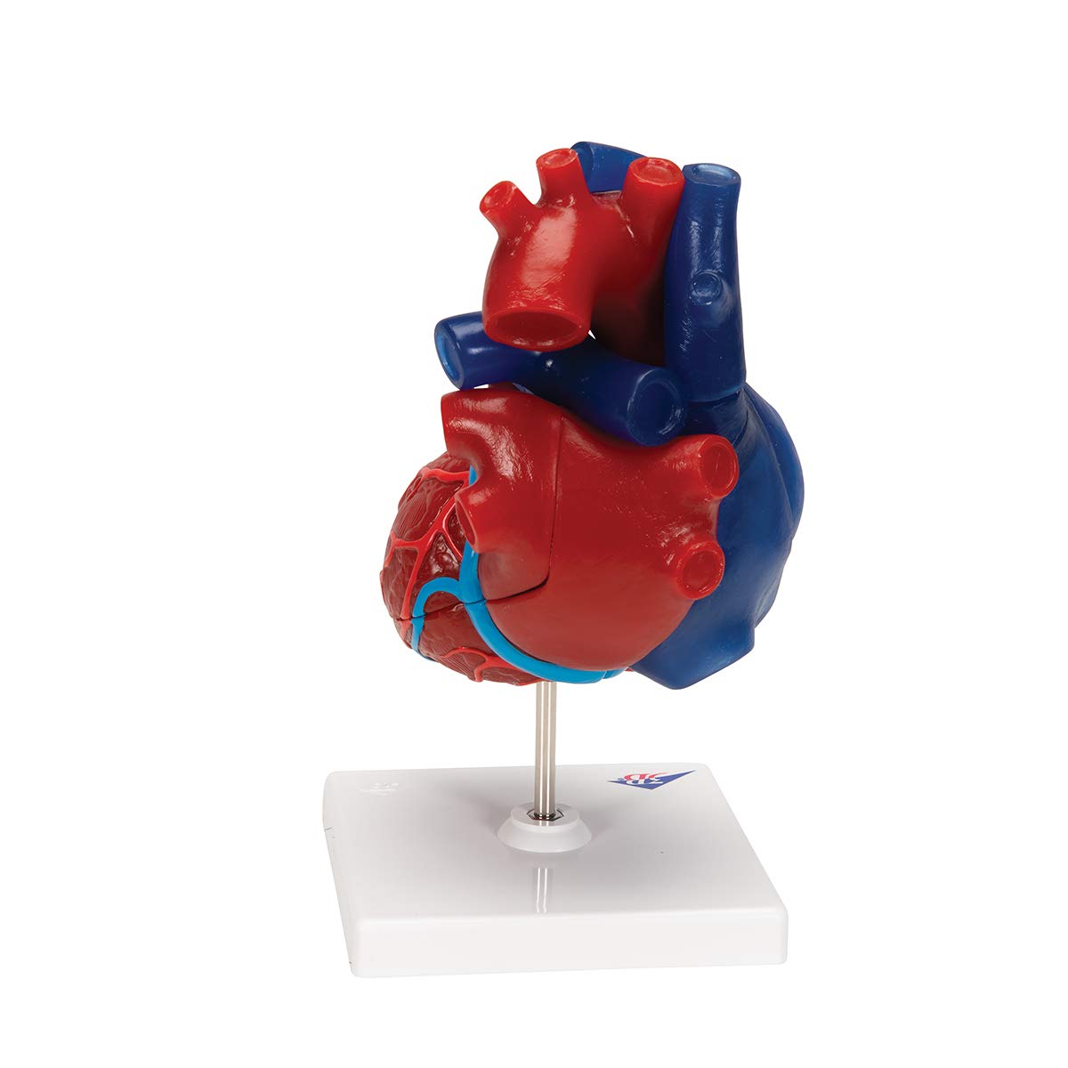 3b-scientific-herzmodell-lebensgro-5-teilig-didaktisch-smart-anatomy-app image 4