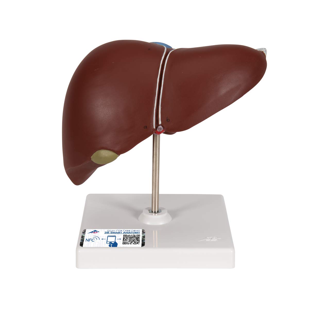 3b-scientific-lebermodell-mit-gallenblase-und-3b-smart-anatomy-app-18-x-18-x-12- image 1
