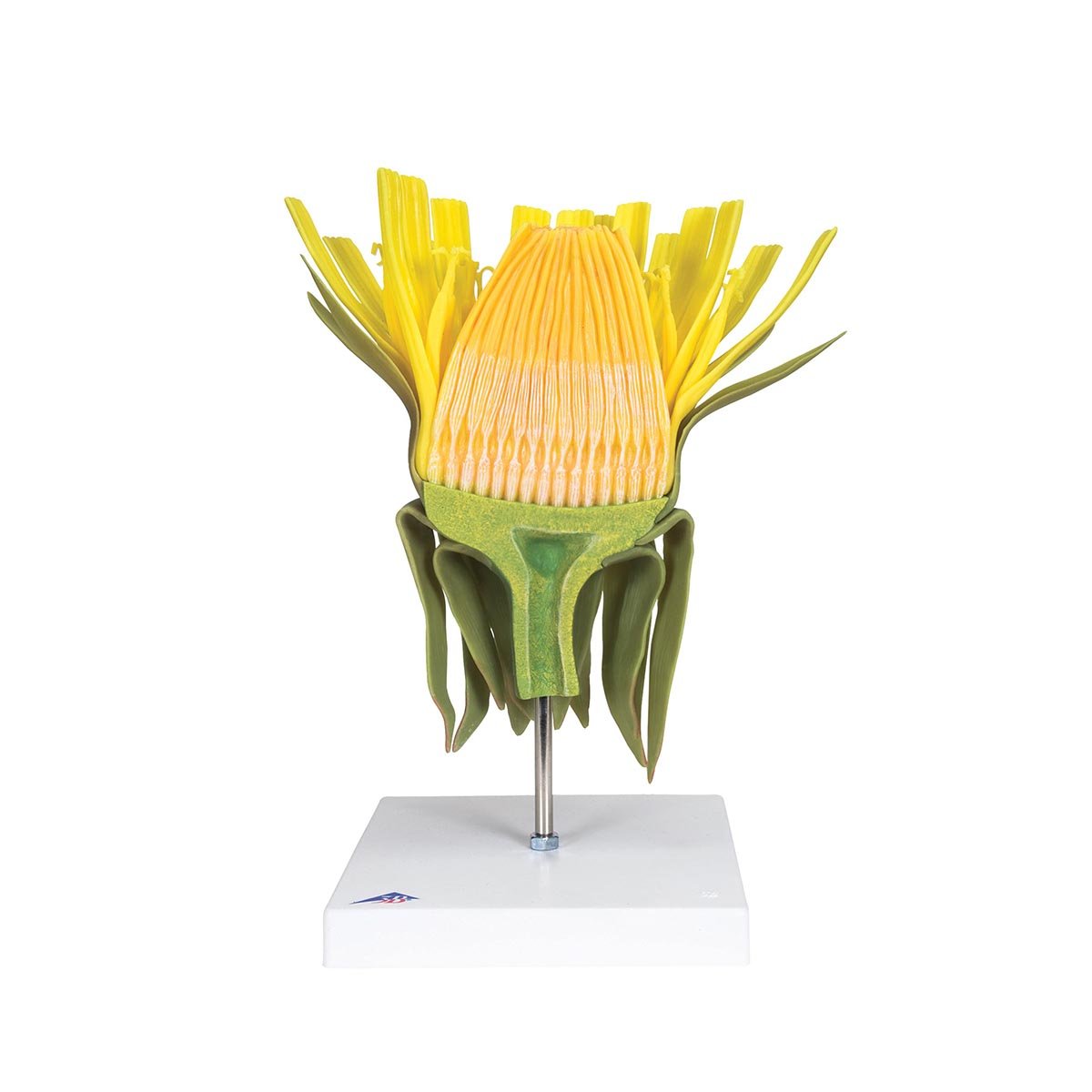 3b-scientific-l-wenzahnbl-te-taraxacum-officinale-modell-botanik image 1