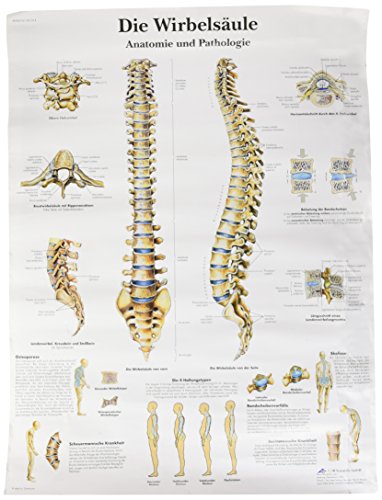 3b-scientific-lehrtafel-die-menschliche-wirbels-ule-laminiert-50-x-67-cm image 4
