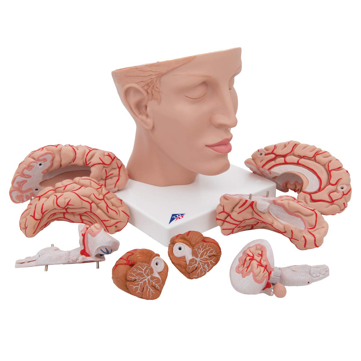 3b-scientific-menschliches-gehirnmodell-mit-arterien-auf-kopfbasis-8-teilig-lebe image 6