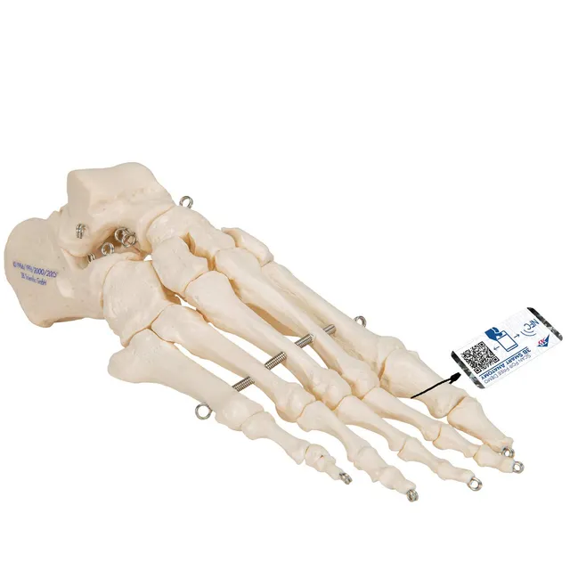 3b-scientific-fu-skelett-modell-auf-draht-mit-3b-smart-anatomy-app-anatomie-fu image 1